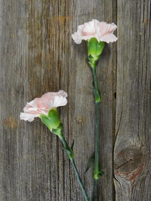 DONCEL LIGHT PINK CARNATIONS